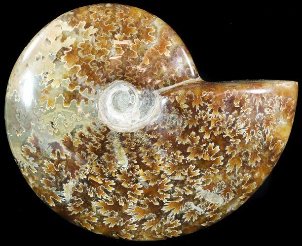Wide Polished Cleoniceras Ammonite - Madagascar #49436